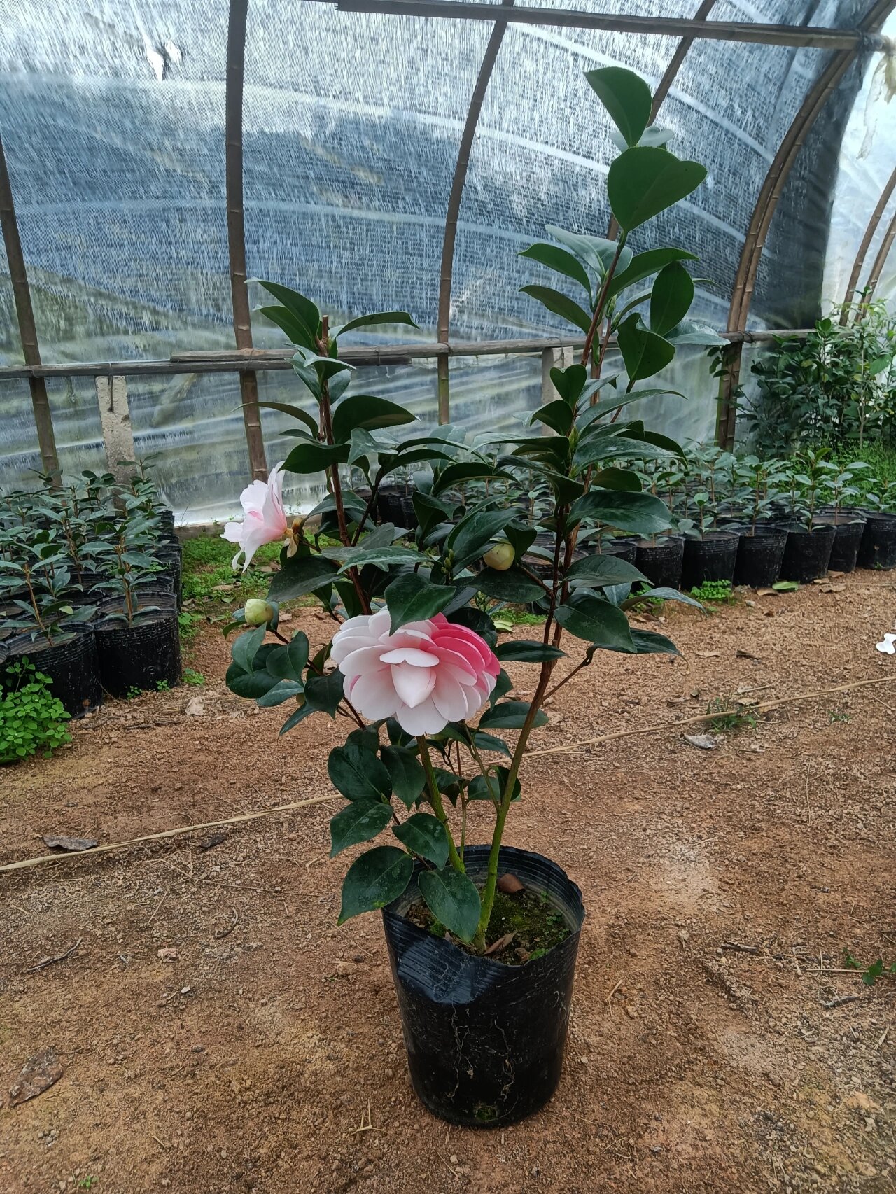 百变女王山茶花乔伊开花了,自己种植的苗子 虽然种植茶花多年了,但是