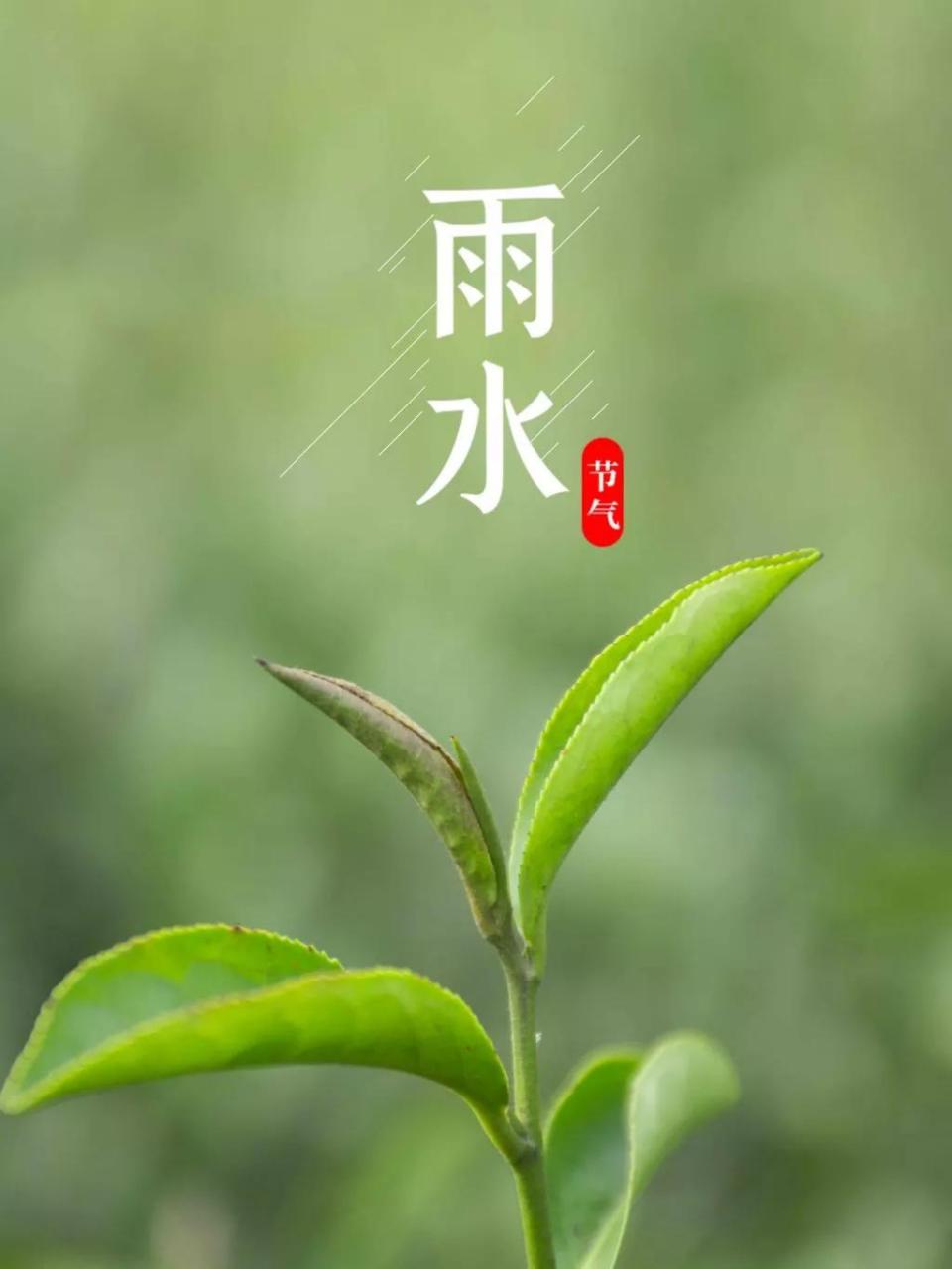 雨水 春风轻拂尽飞舞,祥兆甘霖万物苏.