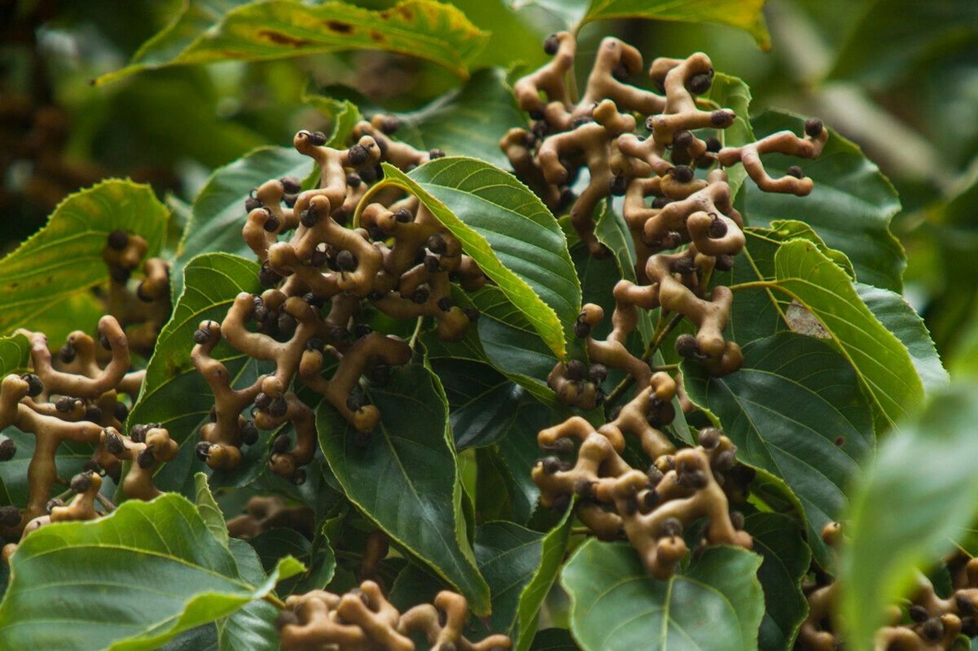 拐枣的功效和作用 大家都初步了解了拐枣,那拐枣有啥用处呢?