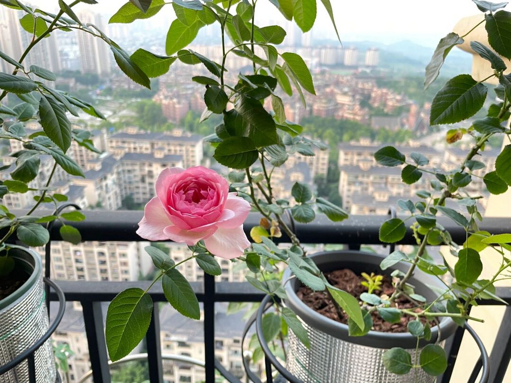 重庆阳台月季之新浅樱桃 花型花色都非常完美 夏花一日散 没什么香味