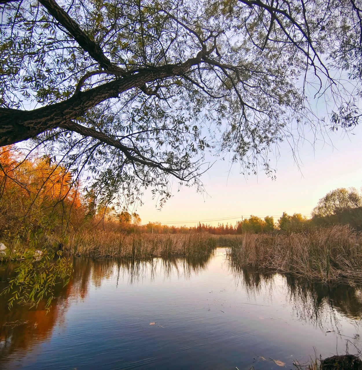 烟台市牟平区的鱼鸟河公园现在的森林正值一片殷红的时候,拍照超汲鲻