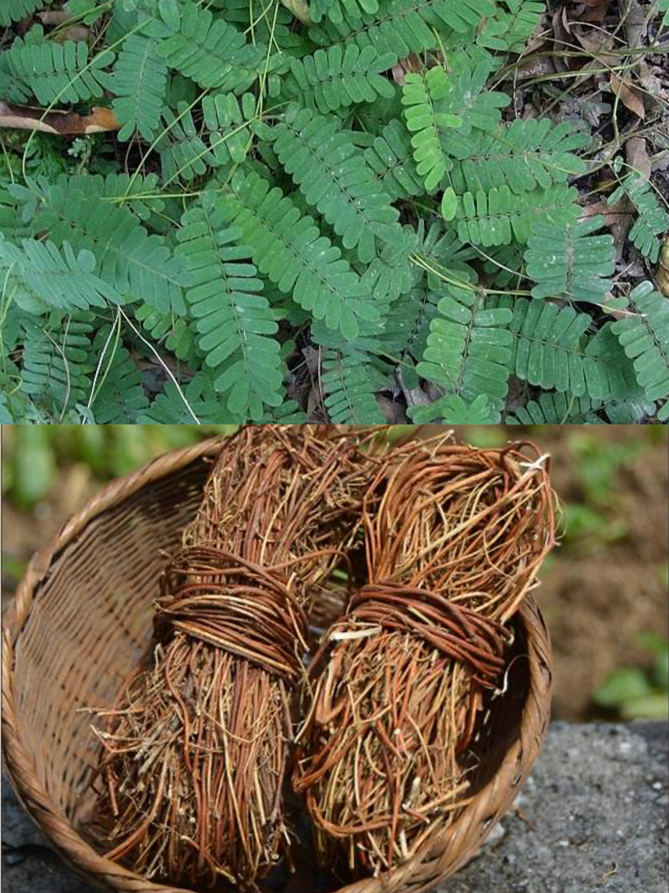 每天认识一种植物|鸡骨草 鸡骨草是一味利水渗湿药,为豆科植物广州