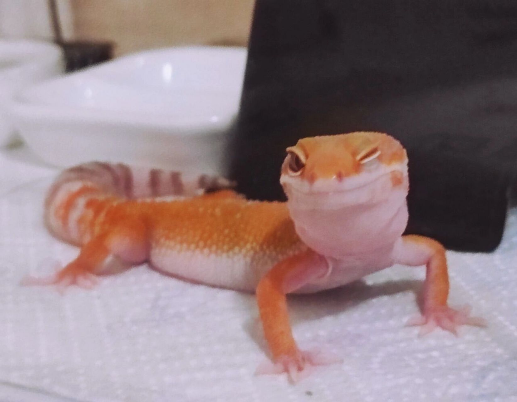 (图文版)    78饲养宠物请负责78 豹纹守宫简介82 属脊索动物门