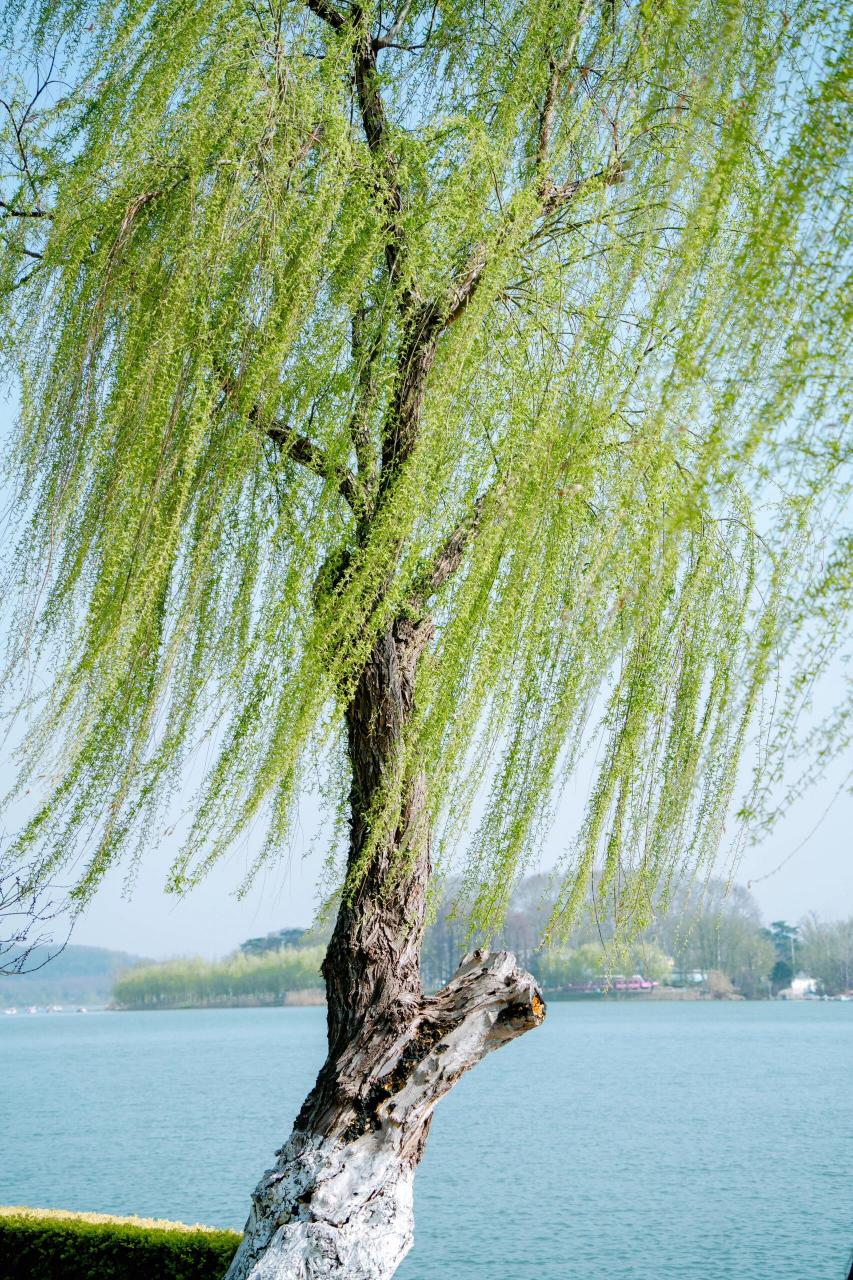 杨柳树图片 大家好,春天的气息已经遍布每个角落,杨柳树作为春天的