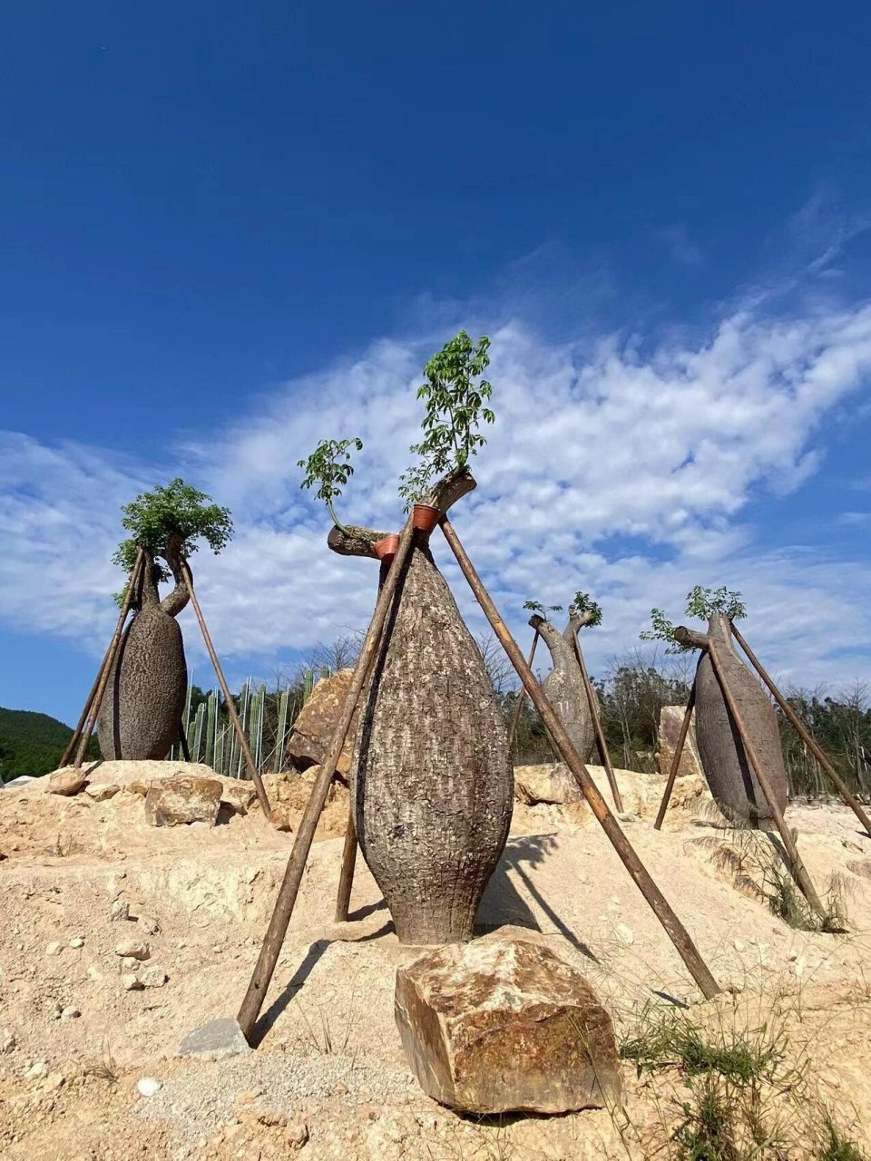 弥勒佛树象腿树猴面包树