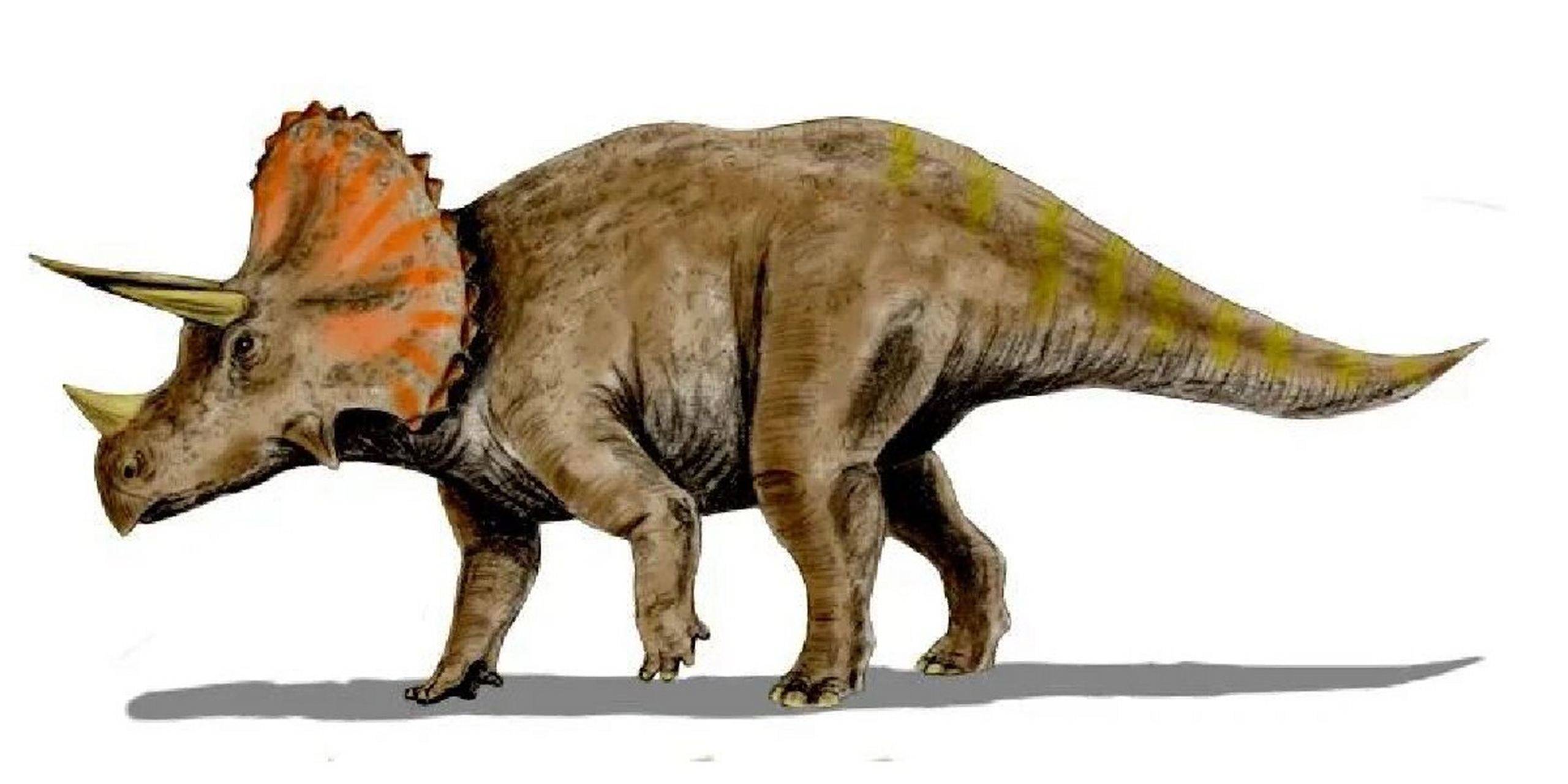 自然历史博物馆——最强大的植食性恐龙03 03三角龙(triceratops)