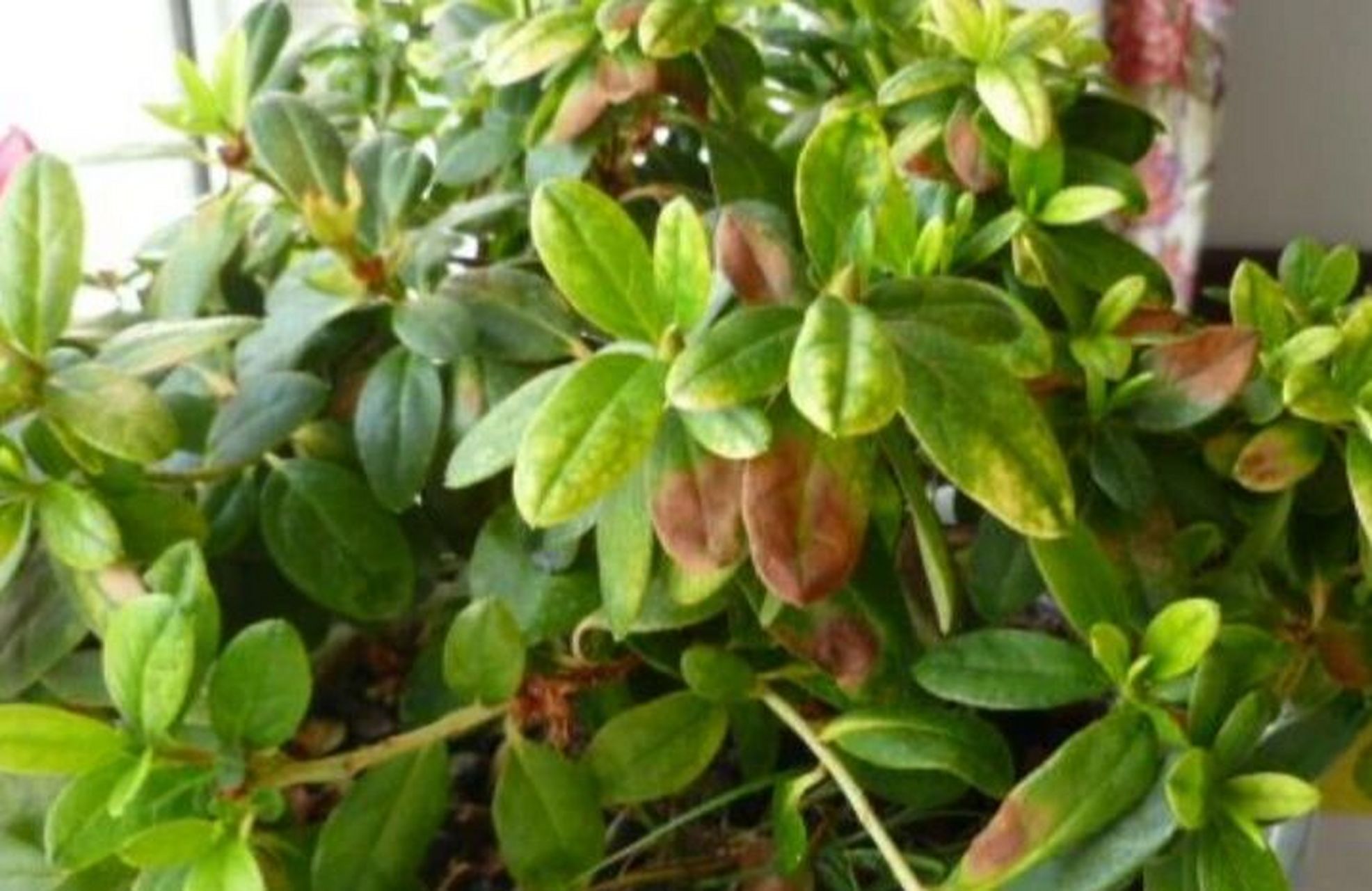 杜鹃叶子发黄发焦应该怎么办?