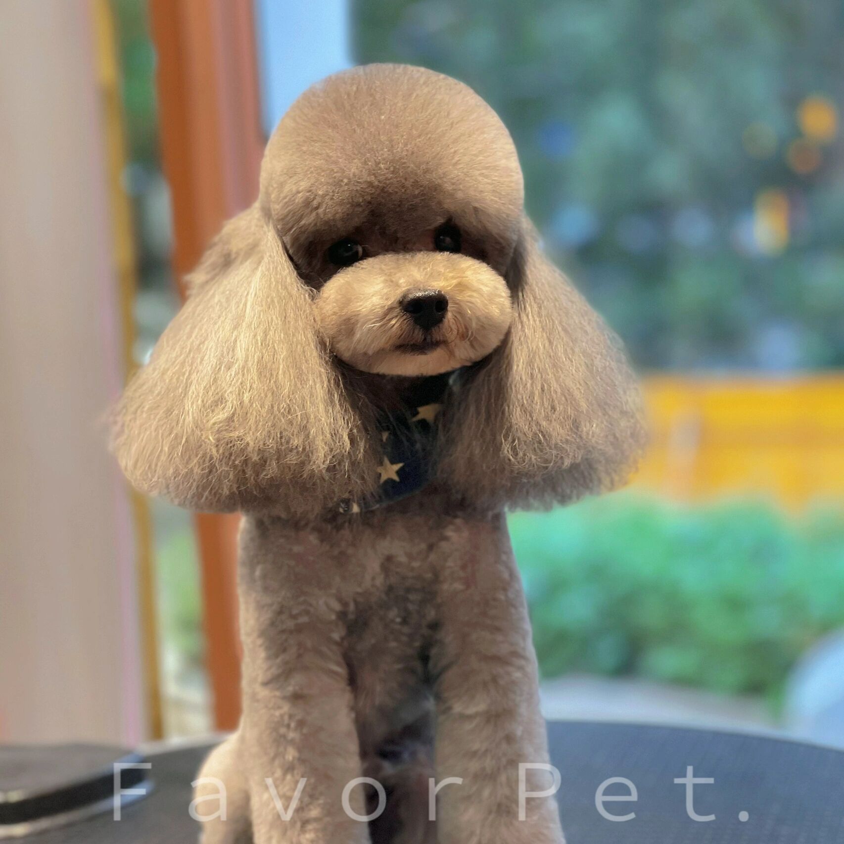 宠物发型～灰贵宾(泰迪)的泡泡辫