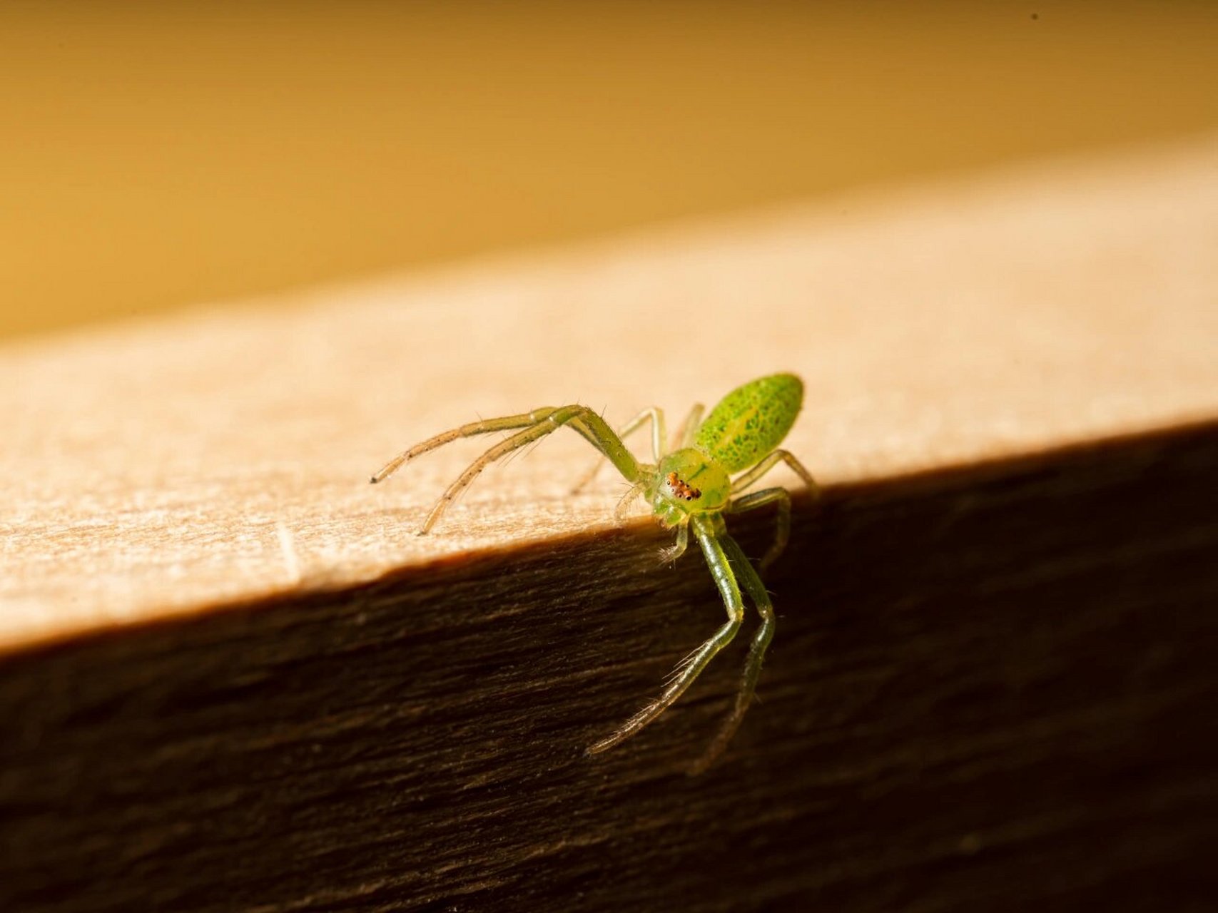 虫儿照--平行绿蟹蛛
