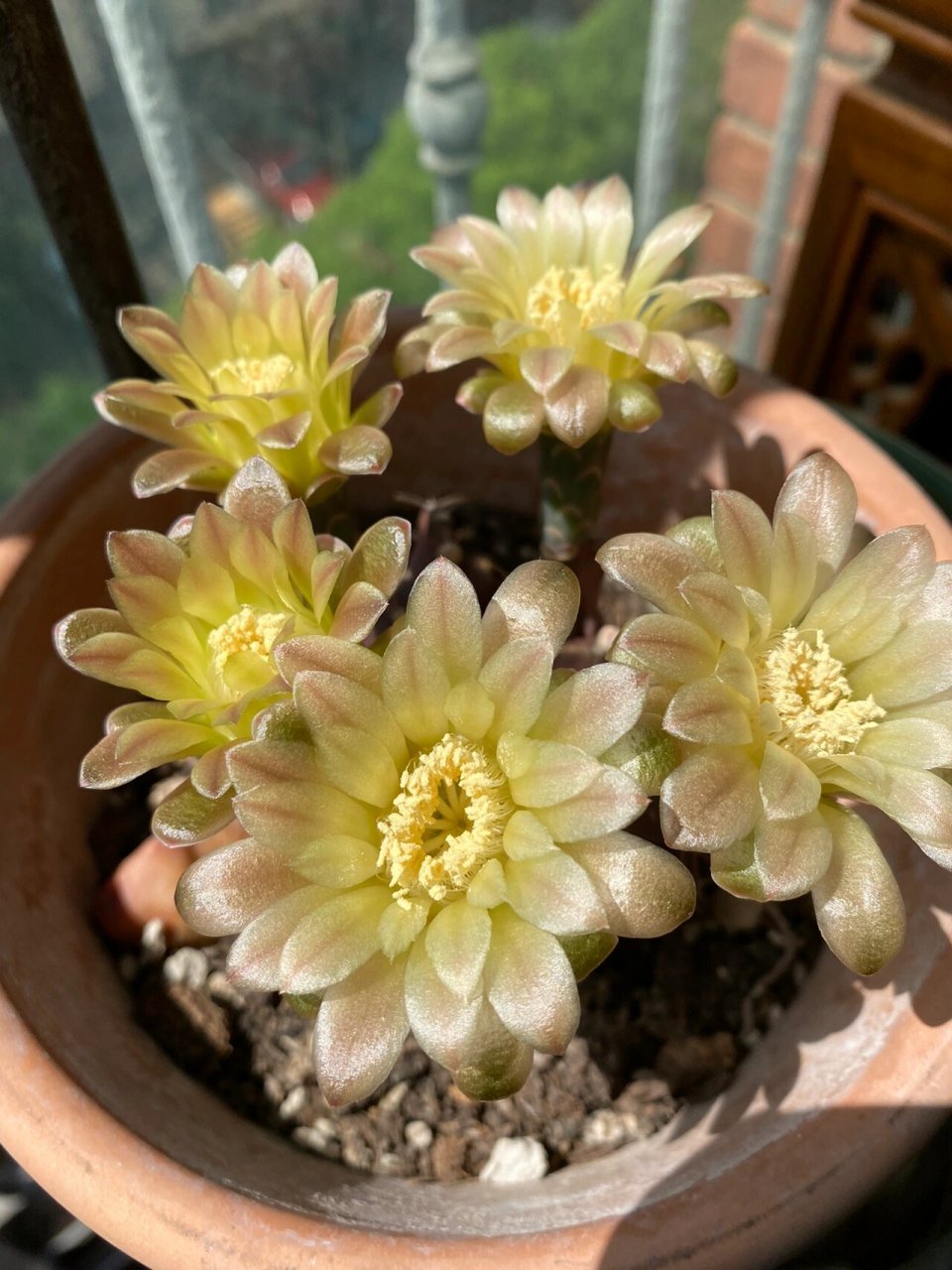 仙人球瓦格牡丹 仙人球是生长在干旱的沙漠,生长环境比较恶劣,虽然它