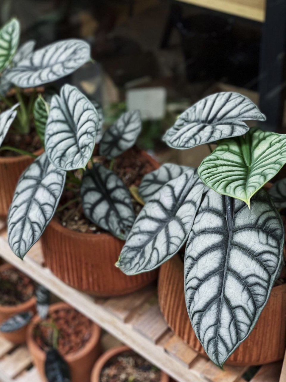 好看好养的室内植物推荐13白犀牛海芋 白犀牛海芋(alocasia baginda 