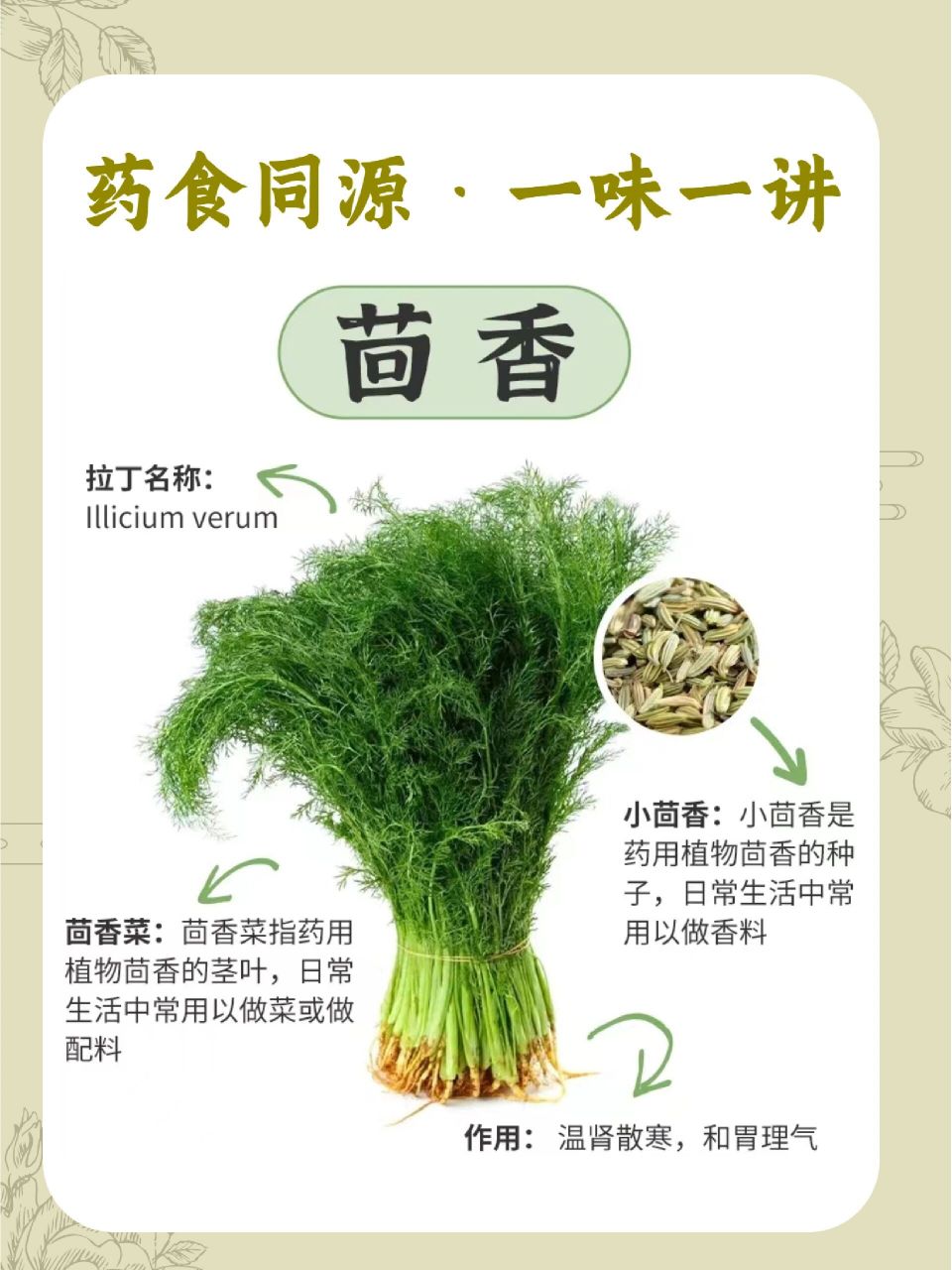 厨房里的药食同源 ——小茴香 小茴香的使用禁忌 1,阴虚火旺者 茴香的