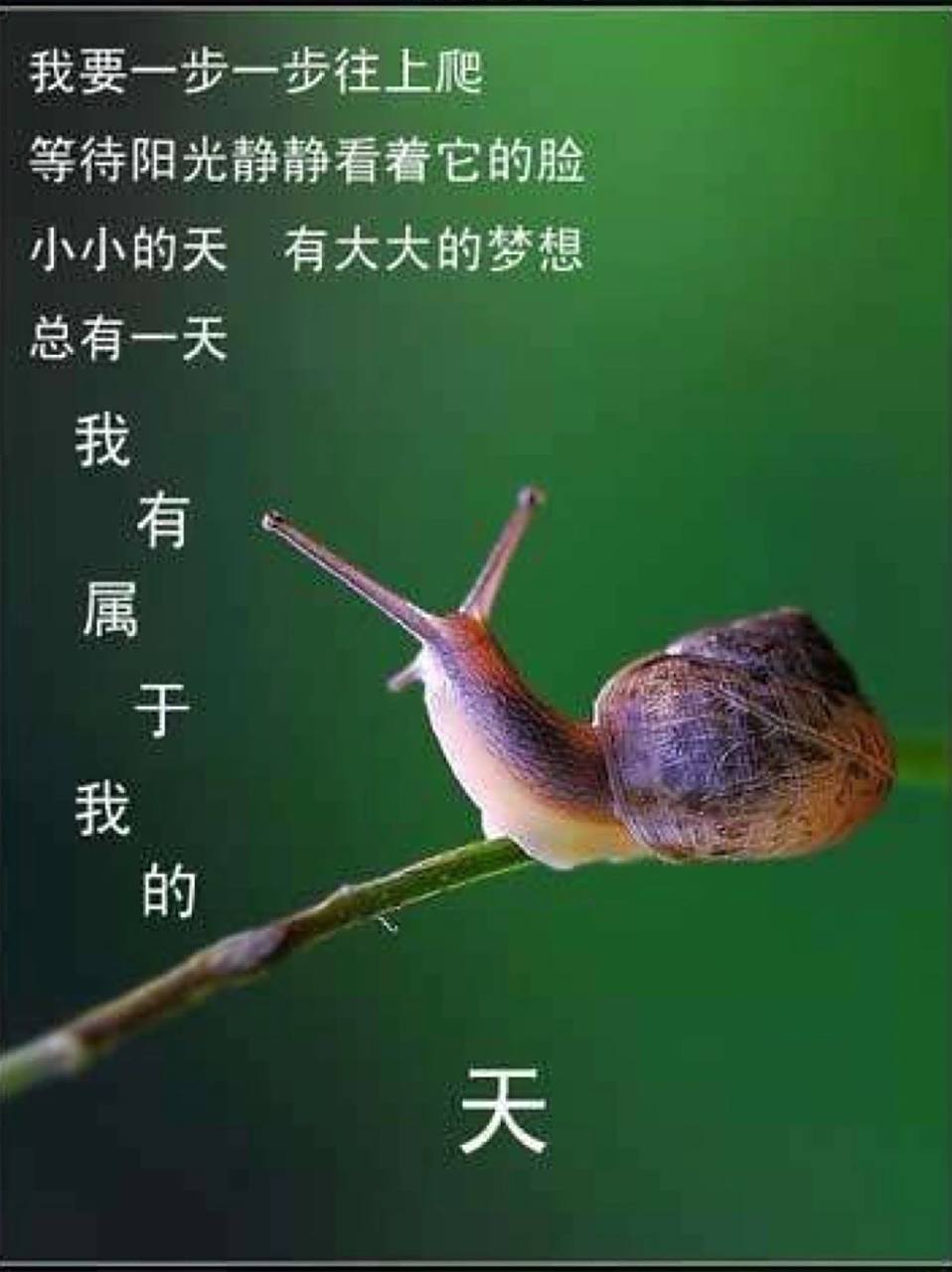 《牵着蜗牛去散步》|学会呵护和尊重孩子 牵一只蜗牛去散步 上帝给我