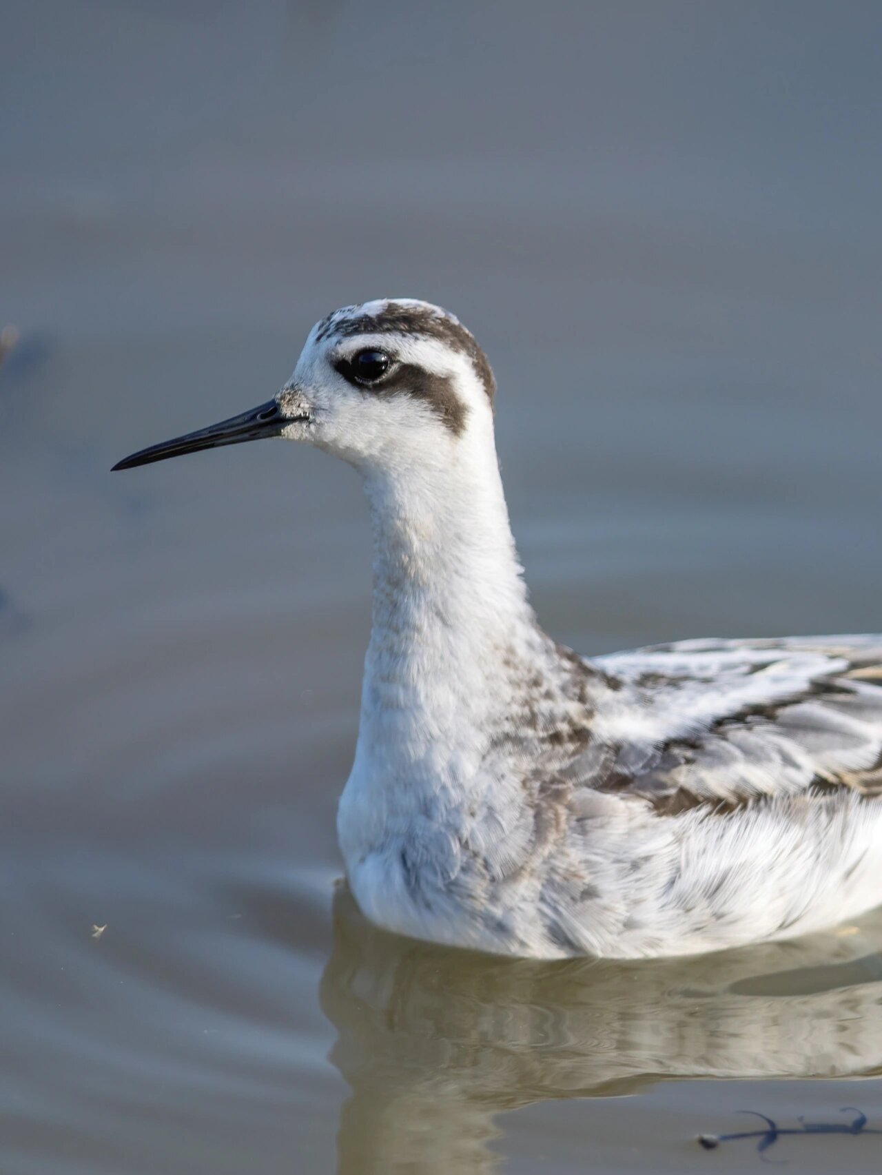 9 	 红颈瓣蹼鹬,鸻形目丘鹬科瓣蹼鹬属.国家三有动物.