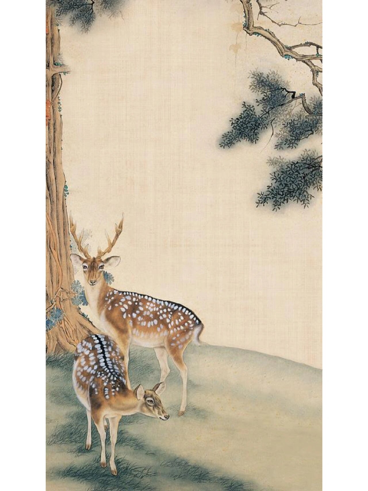 梅花鹿的文化及历史