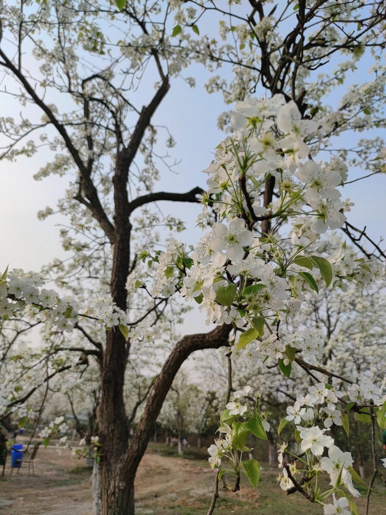 郫都区梨花沟图片