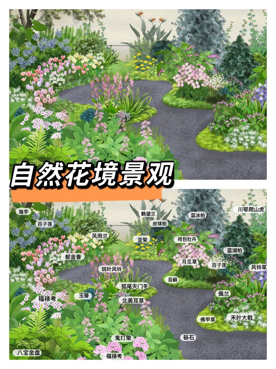 春季花境植物配置图片