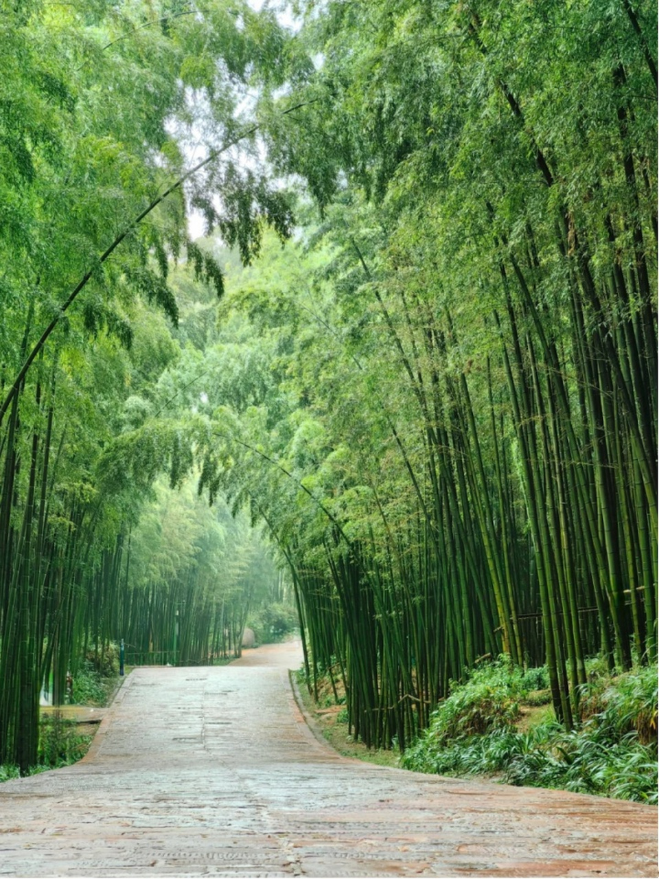 山水风景图片真实竹林图片