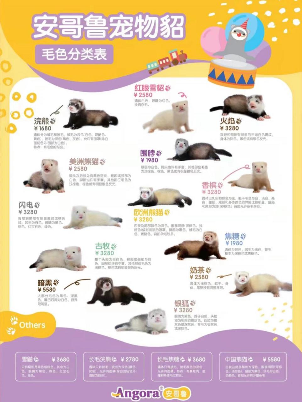 安格鲁貂价格又又更新了