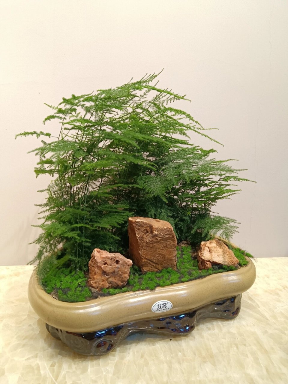文竹盆景 文竹的花语是永恒文竹的叶片轻柔常年翠绿代表着永恒不变