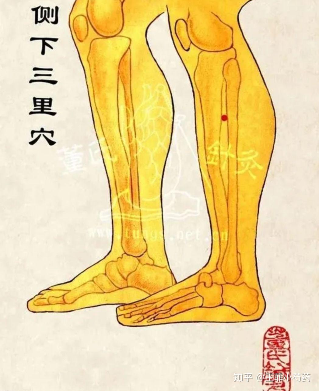 董氏奇穴针灸侧三里穴l侧下三里穴穴位讲解