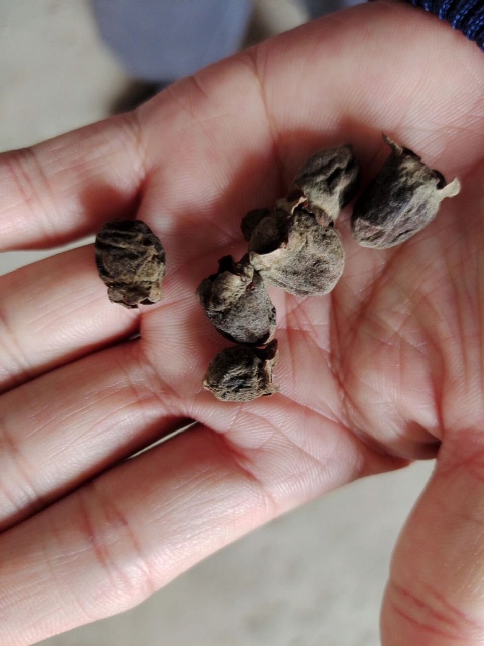 请教万寿果金桃娘,三蒸三晒,泡酒的功效?