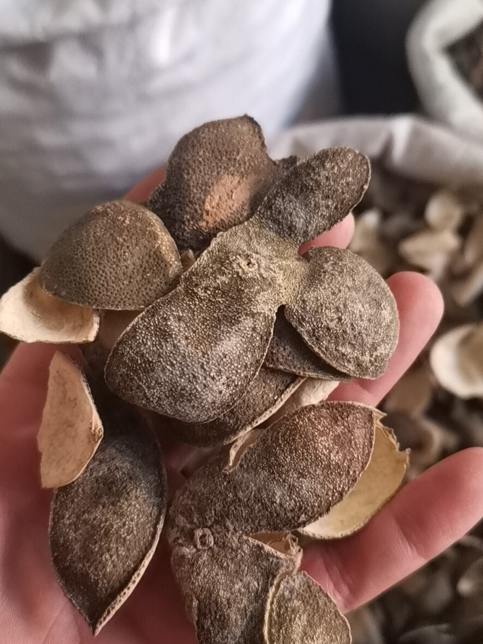 中药小常识:青皮 青皮: 为芸香科植物橘及其栽培变种的干燥幼果或未