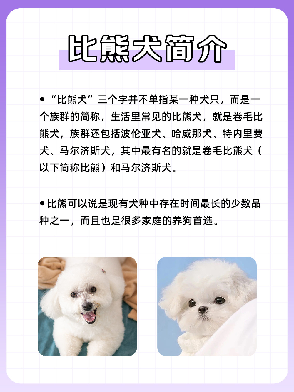 卷毛比熊犬的名字图片