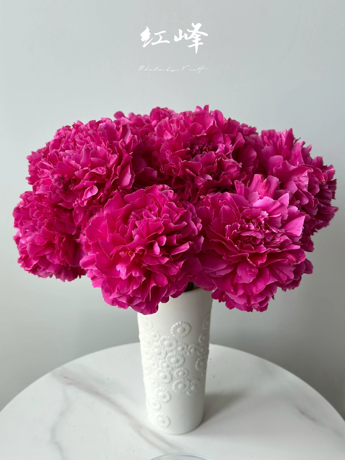 【红峰】国产品种芍药