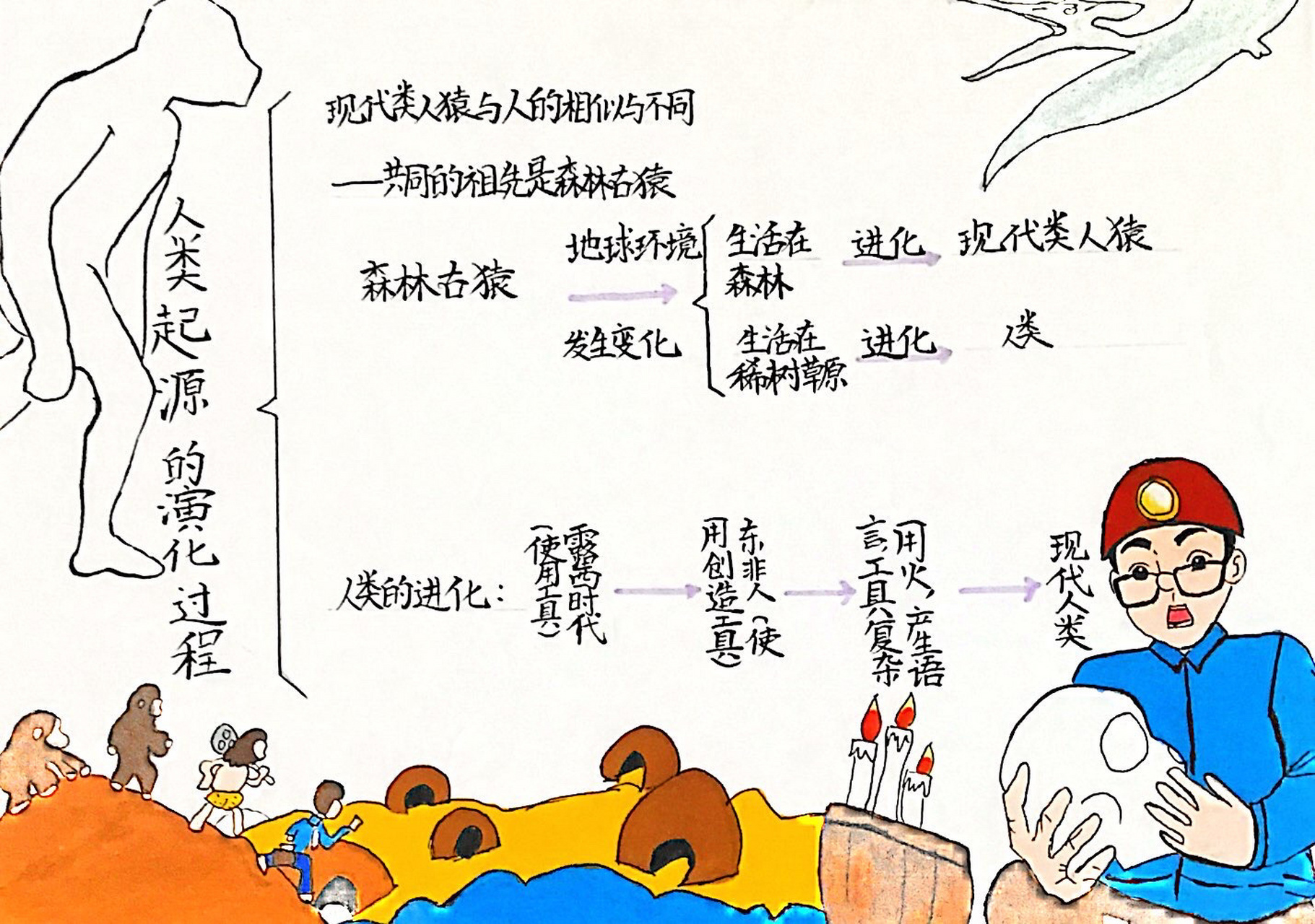 人类起源的演化过程的思维导图来啦!    需要的可以参考哦