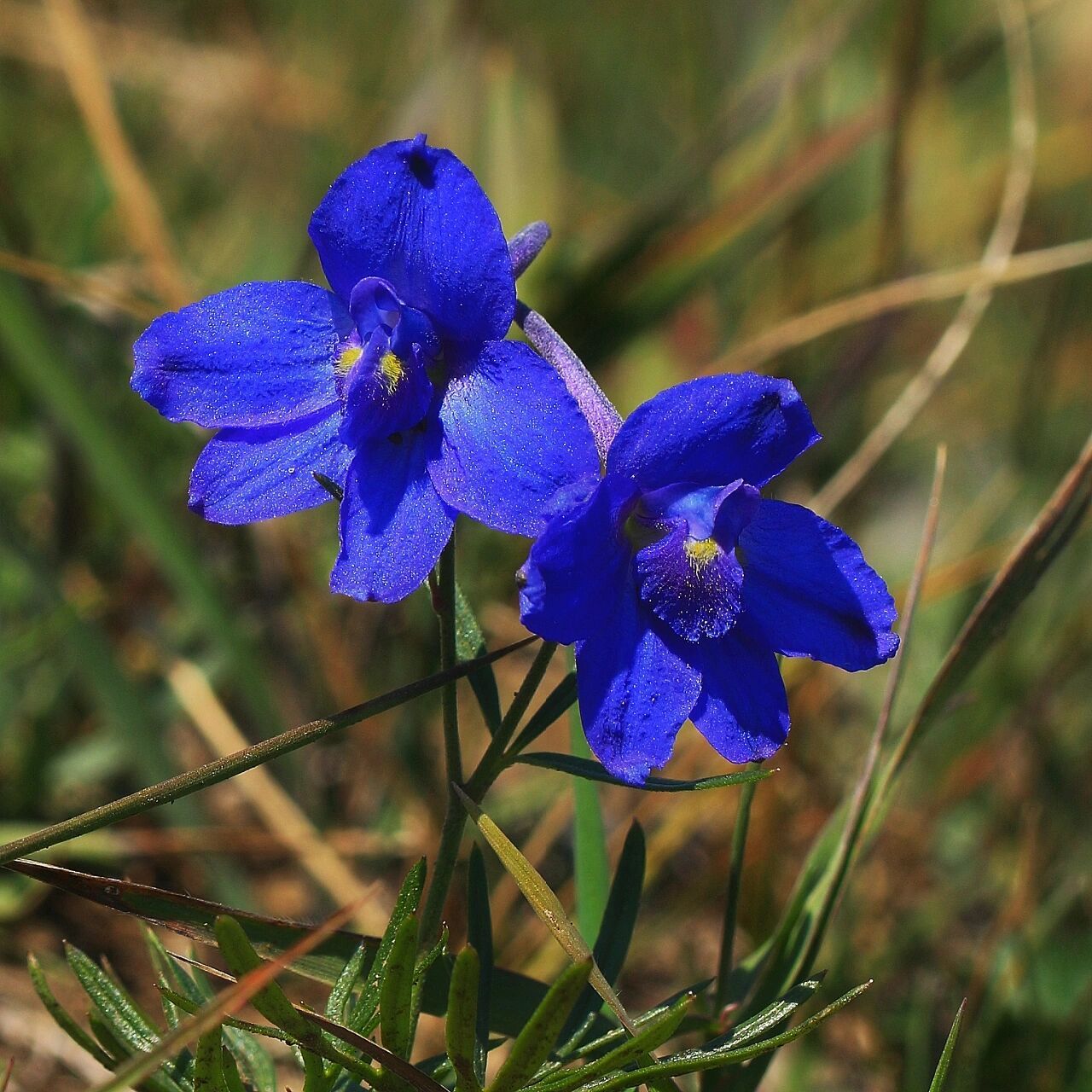 内蒙植物——翠雀 翠雀,毛茛科,翠雀属.
