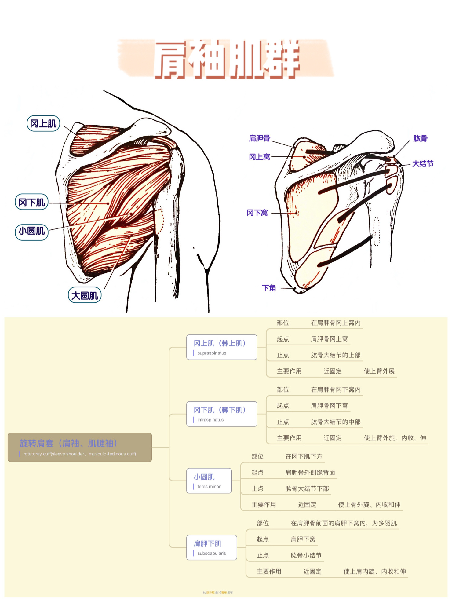 学普拉提要懂的肌肉部位