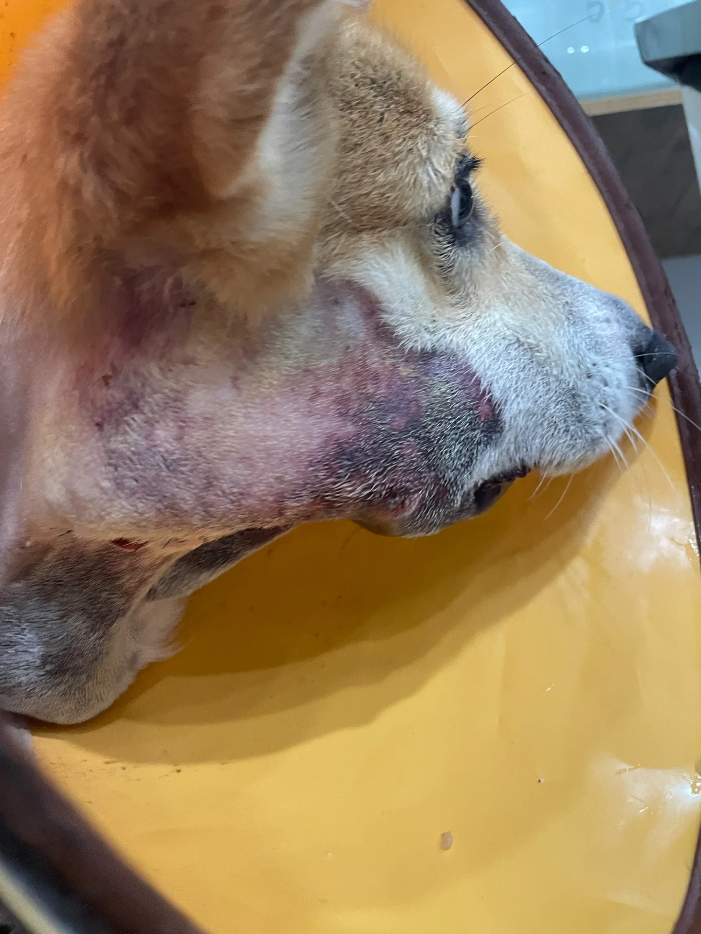 狗狗唾液腺囊肿 经常有人私信问我,关于唾液腺囊肿的问题,在2021年7月