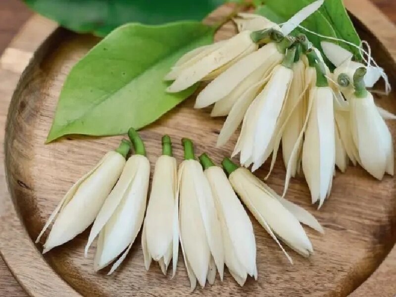 科普贴|黄葛兰=黄葛树的花