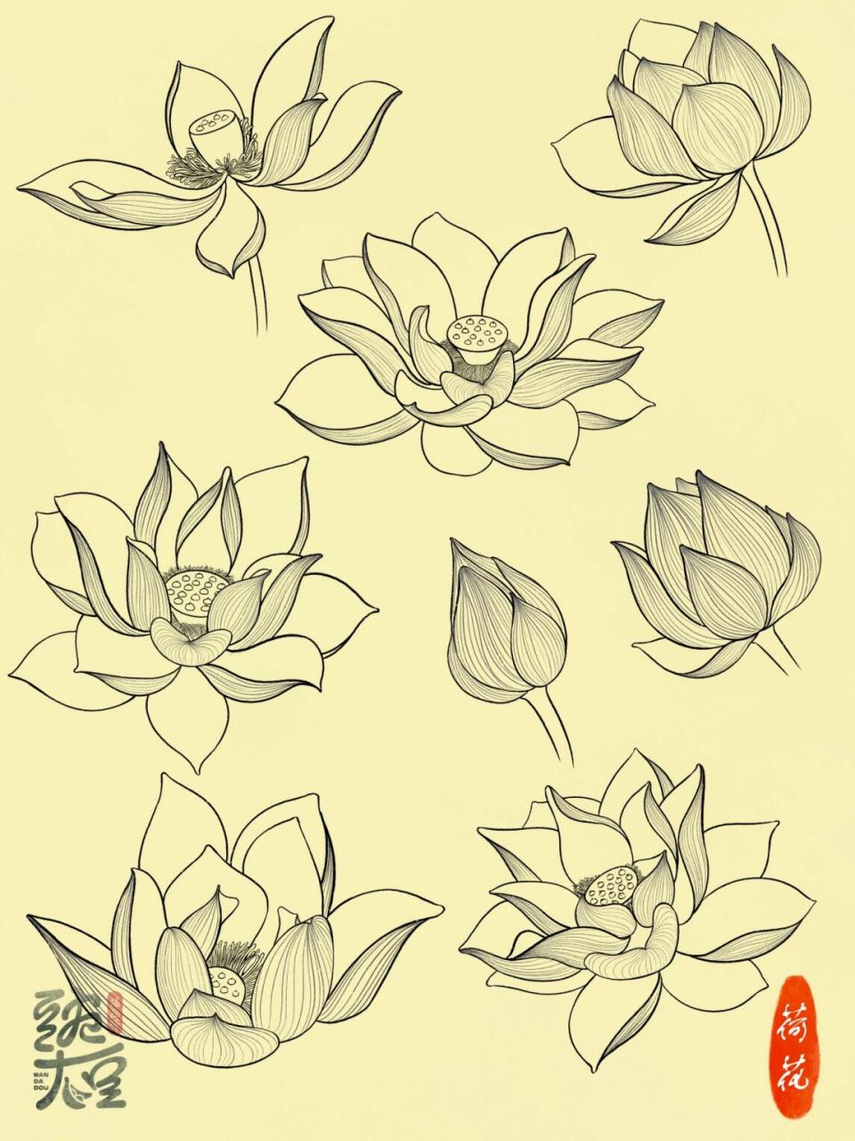 夏天都快走,赶紧给荷花上个色吧!