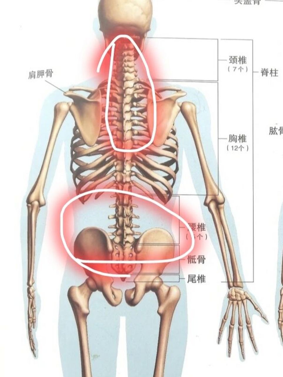 救命啊!最近躺下有时腰部的骨头会发出一阵咔嚓声是哪里出问题了吗?