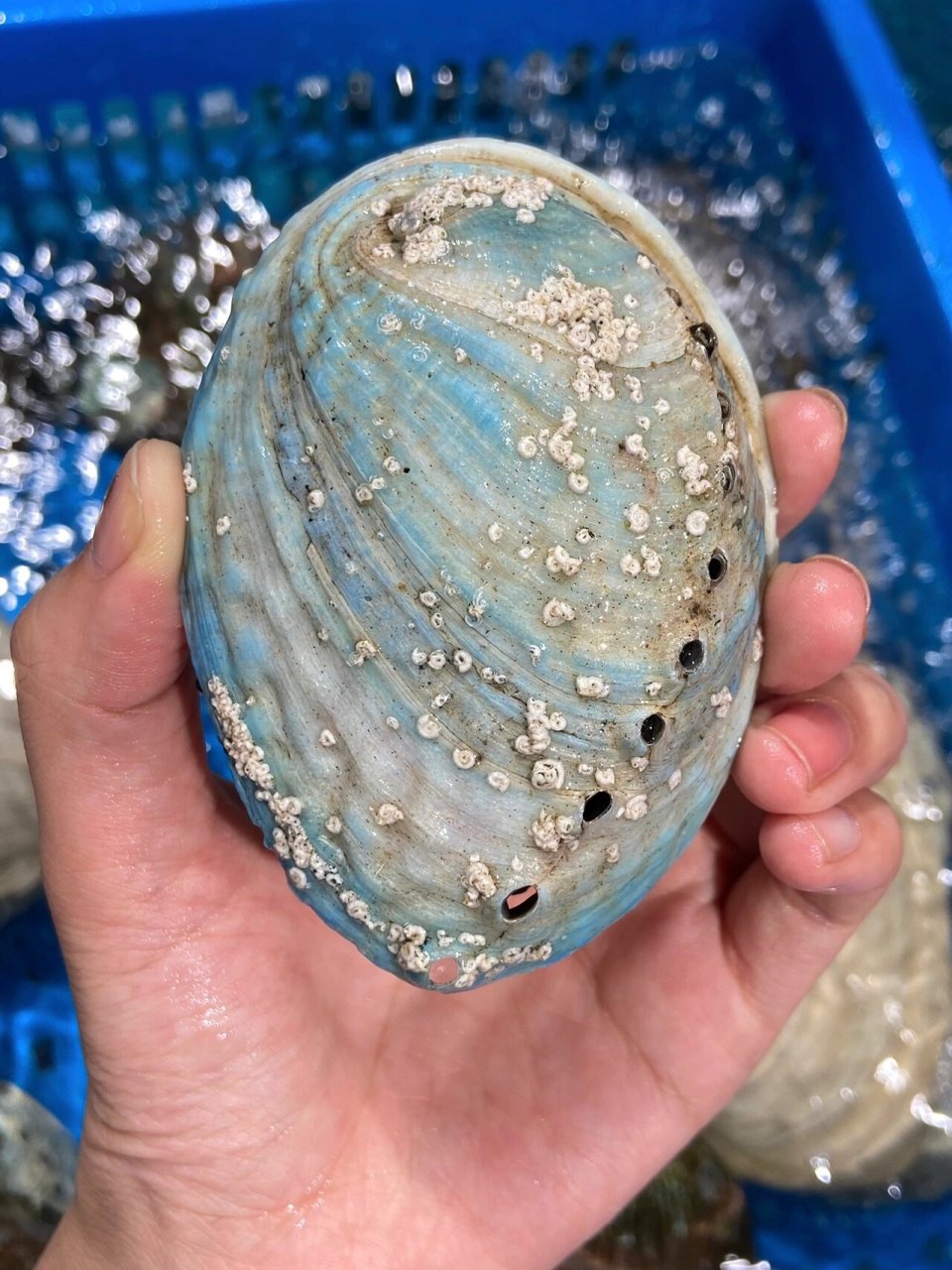 盒马星空鲍04每只都有独特的星空图纹 像冰雪奇缘～真的有人舍得吃