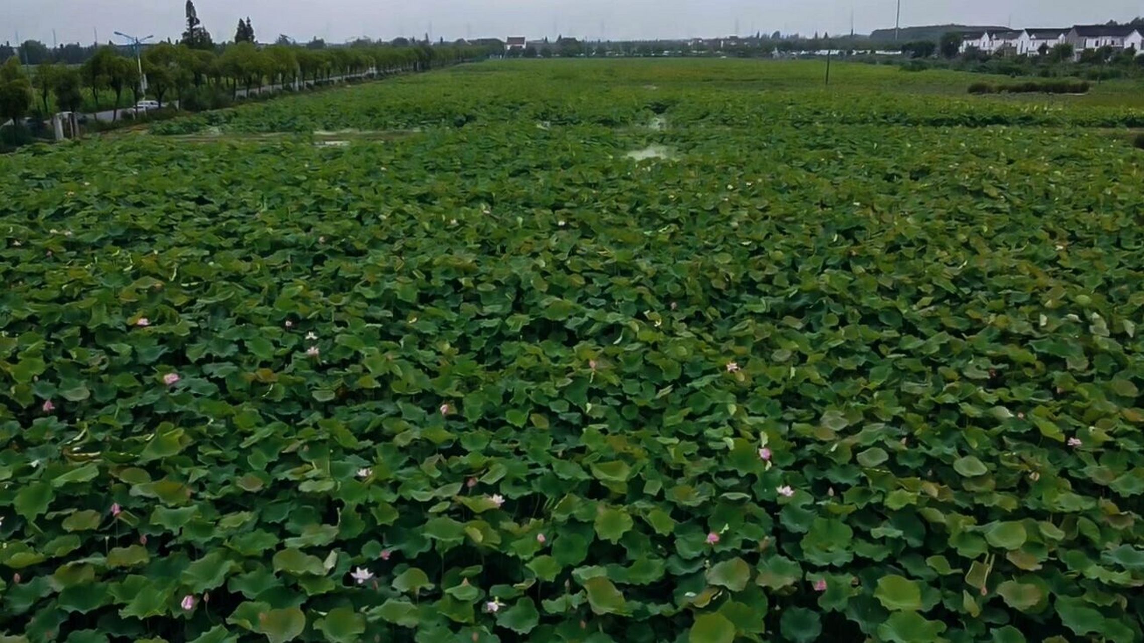 拍摄时间:2021年6月27日 拍摄地点:新浜村荷花园 	 去新浜荷花园拍