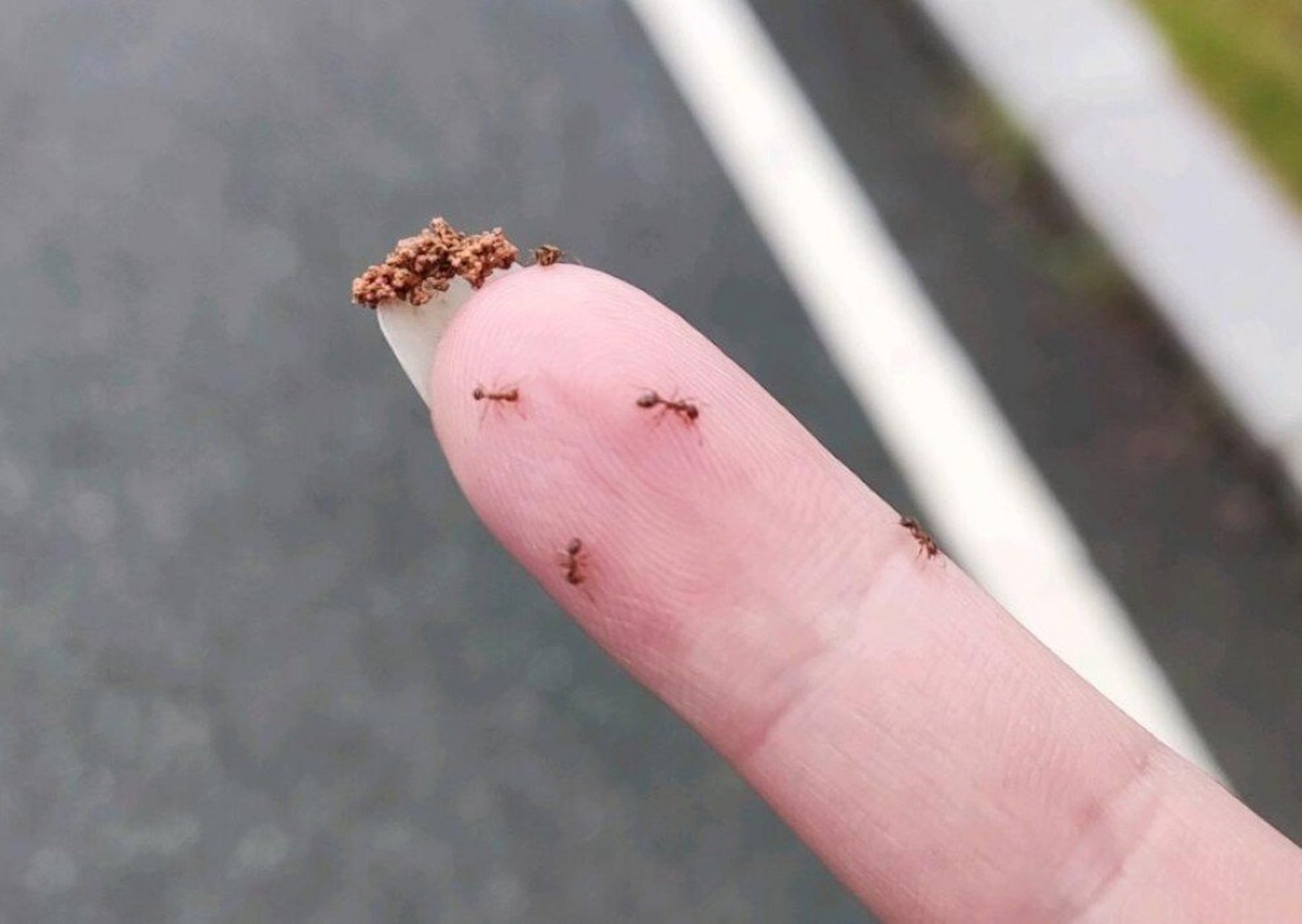 灭小黄家蚂蚁有效的土方法 蚂蚁也是家庭常见的害虫之一,它对人的危害