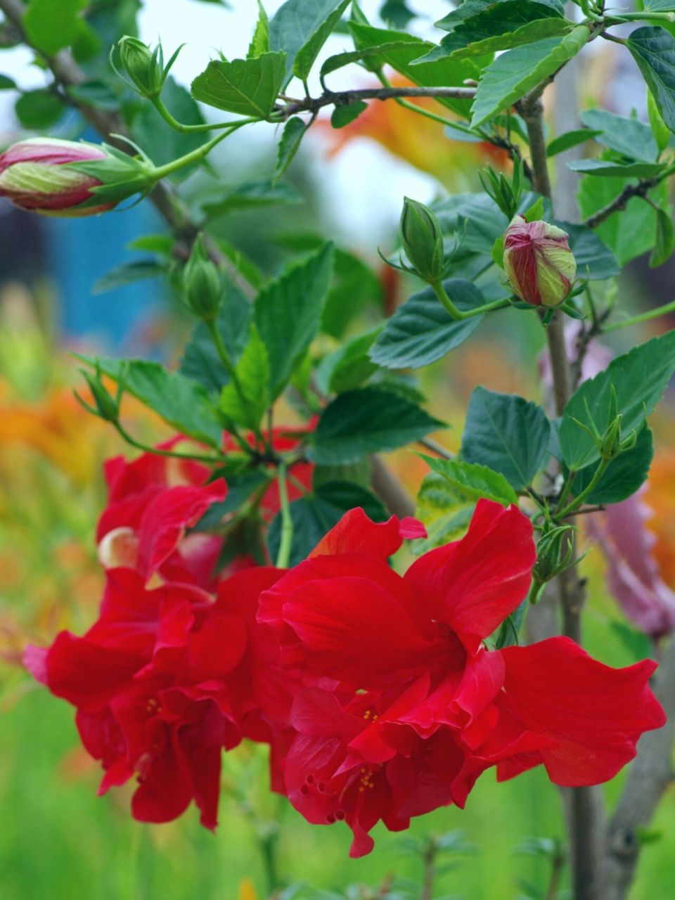 夏日植物|重瓣朱槿|朱槿牡丹|扶桑花 时间:7月10日 地点:别人家花园