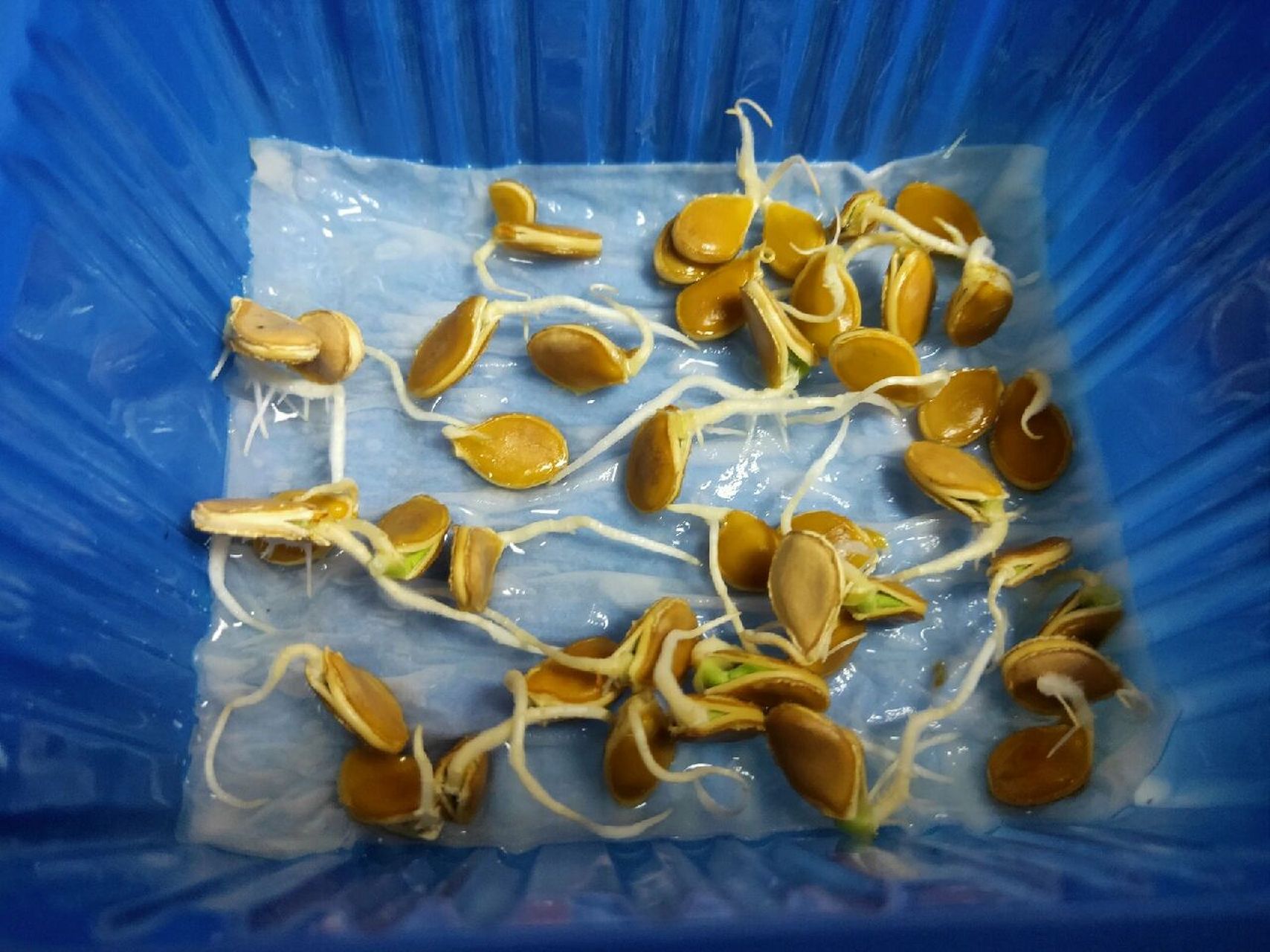 贝贝南瓜种子 发芽率100%的贝贝南瓜种子.增加了番薯梗,木耳菜