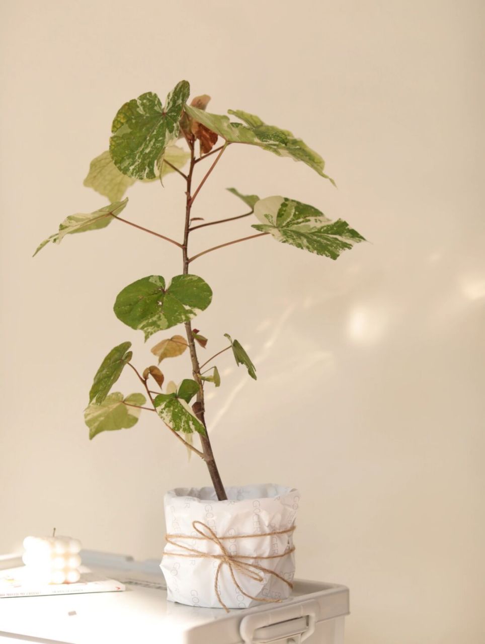 家里客厅放一盆花叶黄槿盆栽就立马高级起来 为冬日的家居环境添点"