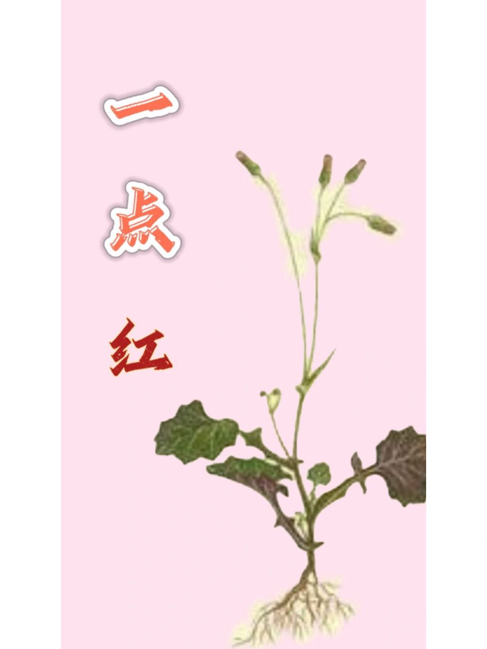 每天认识一种药材—"一点红篇94" 别名:羊蹄草,紫背草,假芥兰等