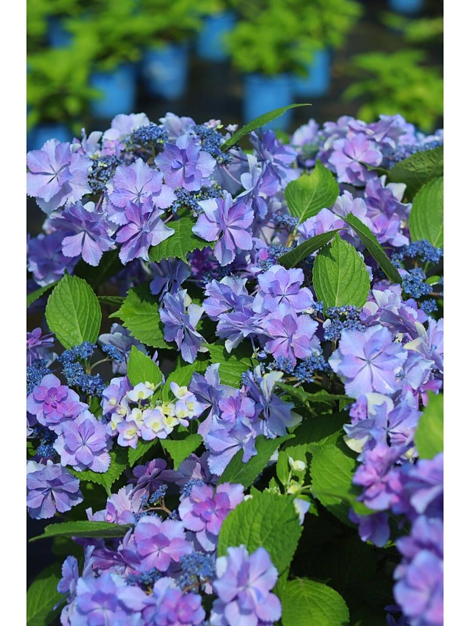 重瓣绣球,最近大热的新品绣球,不调蓝时颜值也非常的高,调蓝后也烦＃