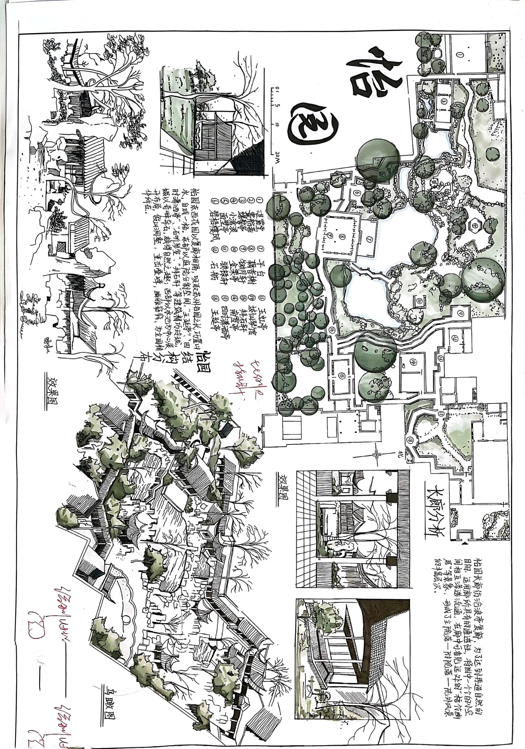 中国古典园林抄绘分享@维多克红玫瑰的动态