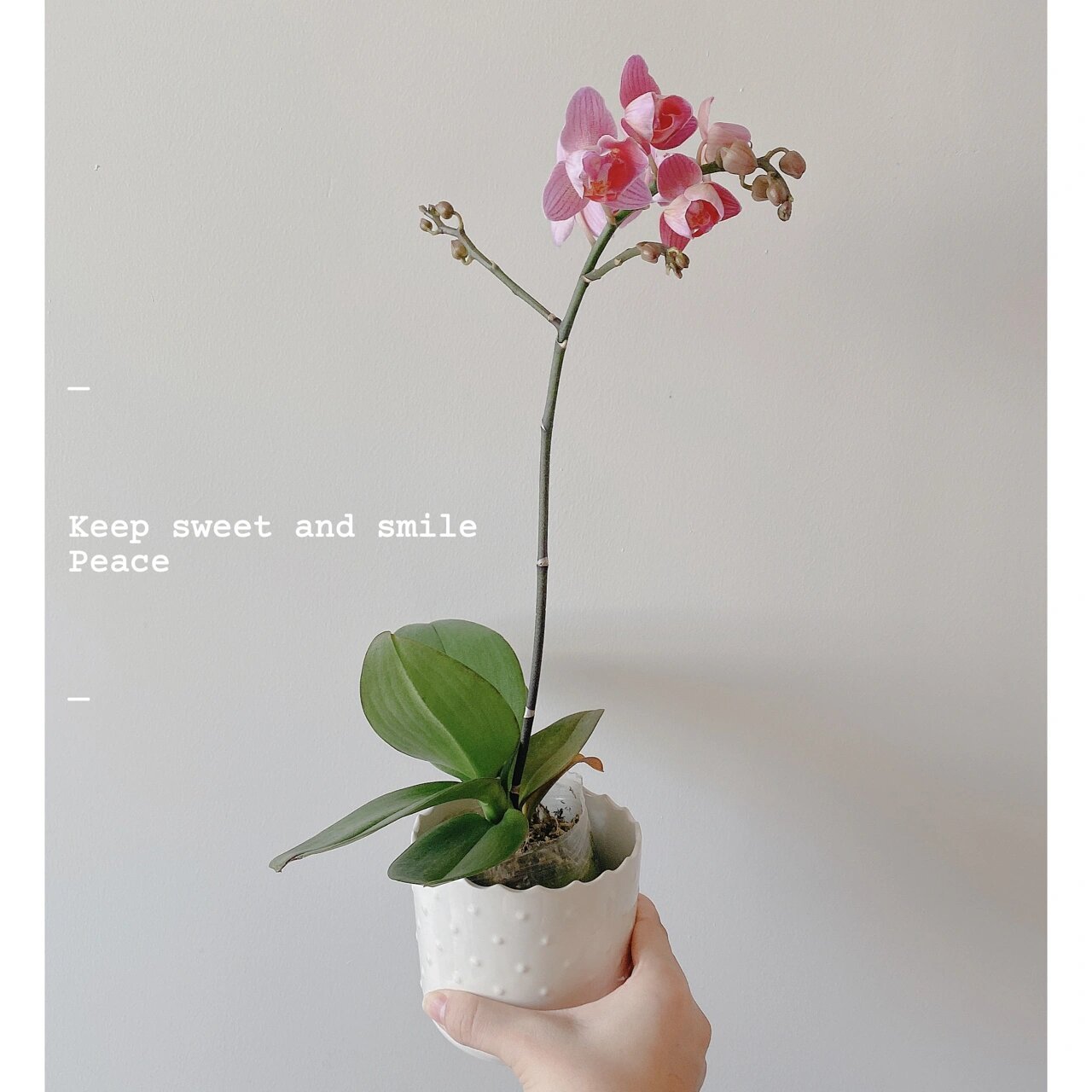 每一颗蝴蝶兰都是一枚小仙女0269♀15 16615皮亚琴察93 2