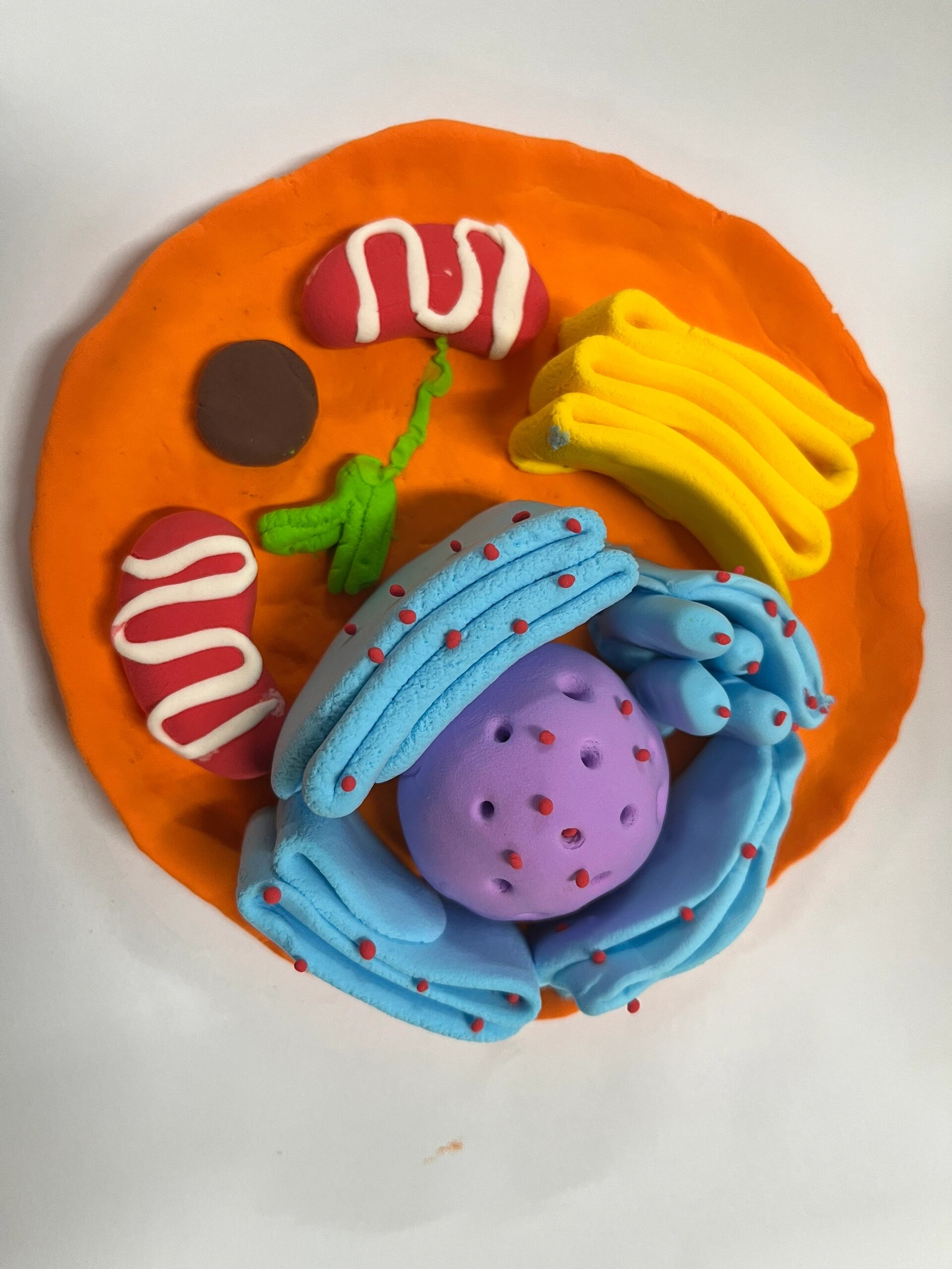 真核细胞三维结构模型