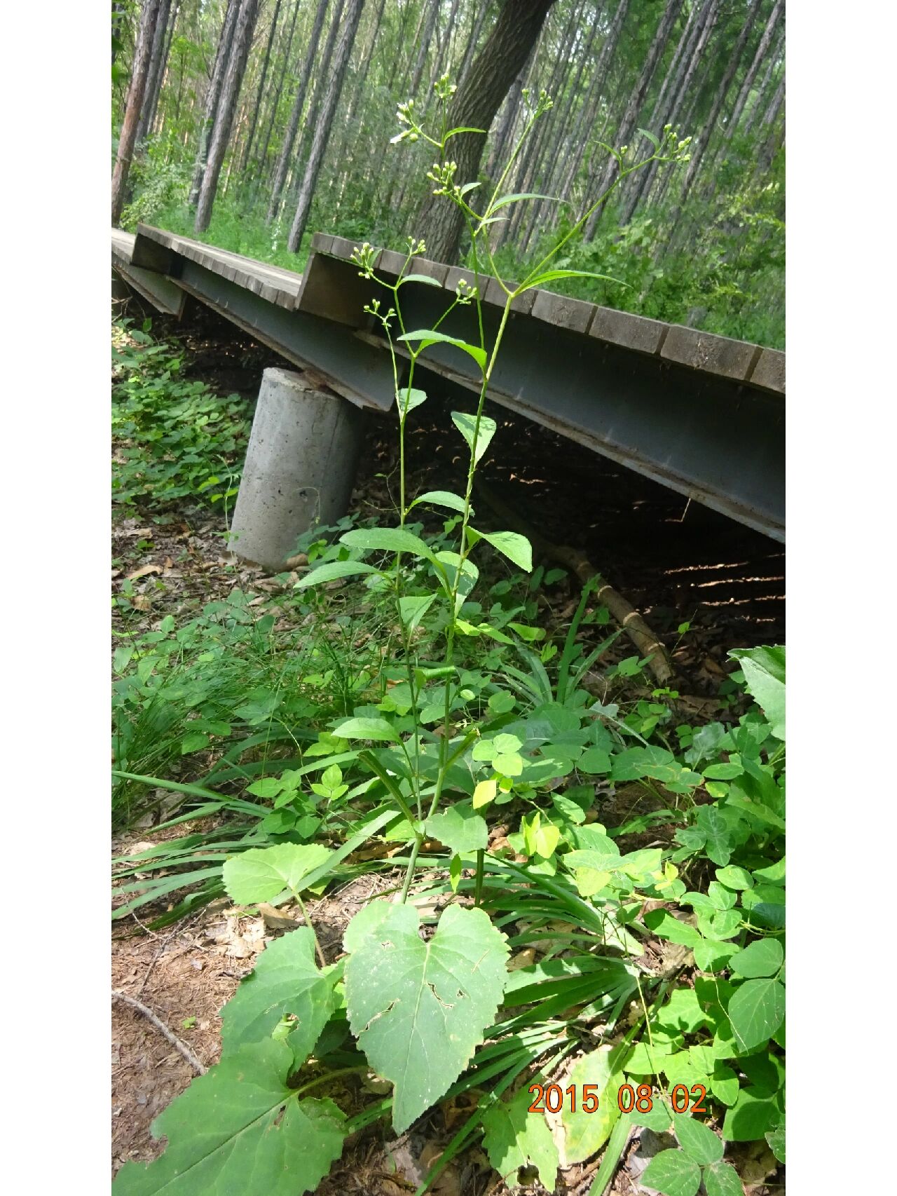 东风菜,菊科东风菜属多年生草本植物 幼苗可作为野菜,又叫大耳毛