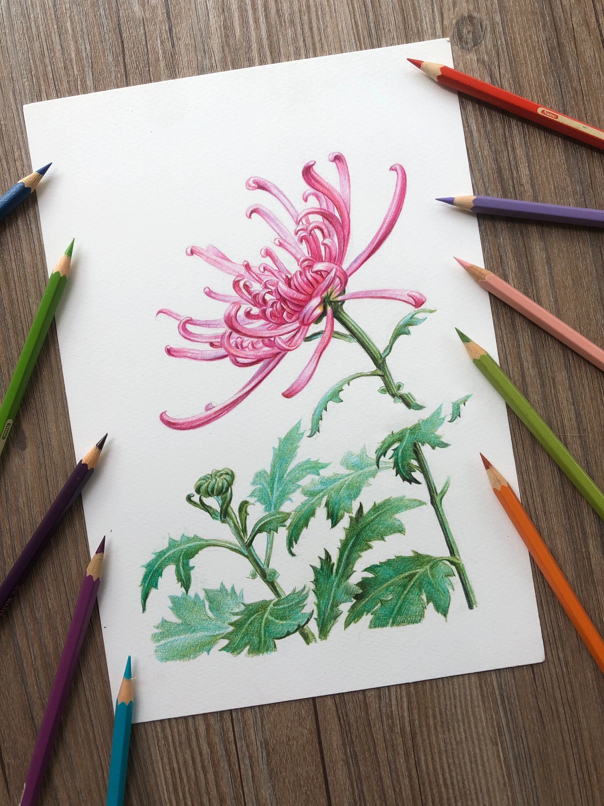 7815 第二次直播画的图,彩铅菊花!