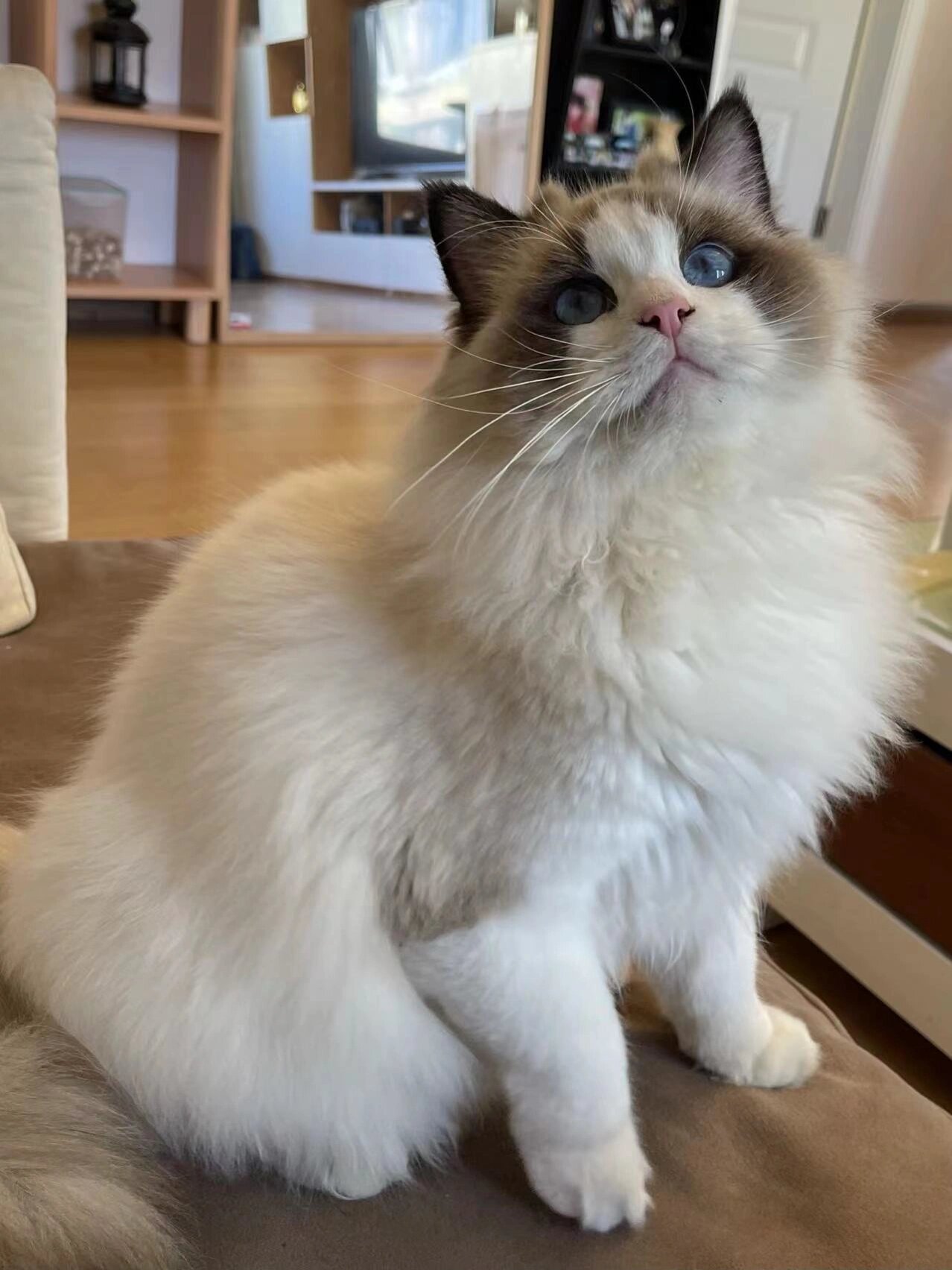 海双色布偶猫(鉴定贴